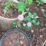 Mimosa pudicaFlower