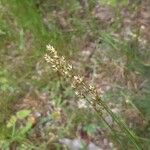 Carex divulsa फूल