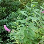 Spiraea salicifolia 形態