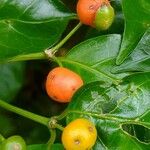 Gynochthodes jasminoides Fruit