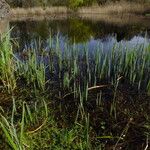 Typha latifolia Blad