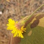 Crepis foetida Flower