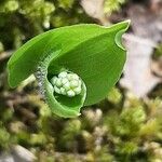 Maianthemum bifolium Cvet