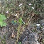 Linaria maroccana Plante entière