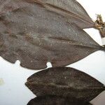 Erythroxylum mucronatum Otro