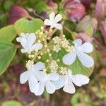 Viburnum plicatumFlor