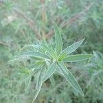 Lupinus arboreus Feuille