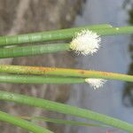 Eleocharis elegans Fruit