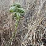 Albuca abyssinica 形態