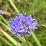 Jasione montana Blomma