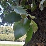 Quercus suber পাতা