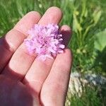 Armeria alpina Flor