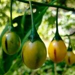 Solanum laciniatum Owoc