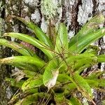 Catopsis sessiliflora Leaf