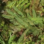 Mimosa platycarpa Ліст