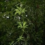 Cyclanthera multifoliola Habitus