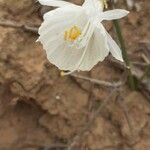 Narcissus cantabricus Flor