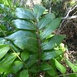Cnestis polyphylla Leaf