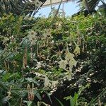 Nicotiana spp. Habit