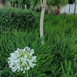 Agapanthus africanusफूल