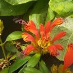 Aeschynanthus everettianus Квітка