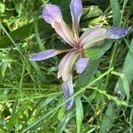 Iris foetidissima Kvet