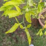 Aegle marmelos Hoja