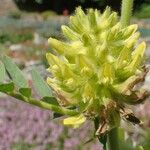 Astragalus alopecurus Flower