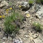 Erigeron linearis Habit