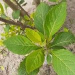 Gymnanthemum amygdalinum Leaf