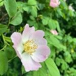 Rosa micrantha Flower