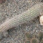 Haageocereus decumbens List