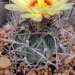 Astrophytum capricorne Õis