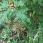 Hibiscus syriacusLehti