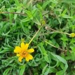 Aspilia mossambicensis Flor