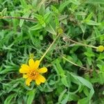 Aspilia mossambicensis Flower