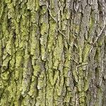 Quercus petraeaКора