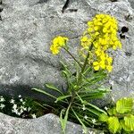 Erysimum commatum