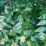 Abelia chinensis برگ