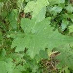 Lactuca muralis Leaf