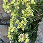 Sempervivum grandiflorum Flors