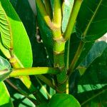 Ficus callosa List