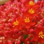 Jatropha multifida Flower