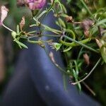 Gypsophila muralis Ekosanga
