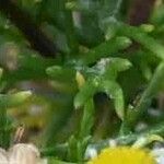 Matricaria chamomilla 葉