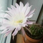 Echinopsis oxygona Flor