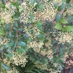 Ligustrum japonicum Цвят