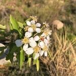 Pyrus syriaca Bloem