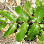 Berberis pinnata Foglia