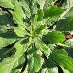 Echium plantagineum Blatt